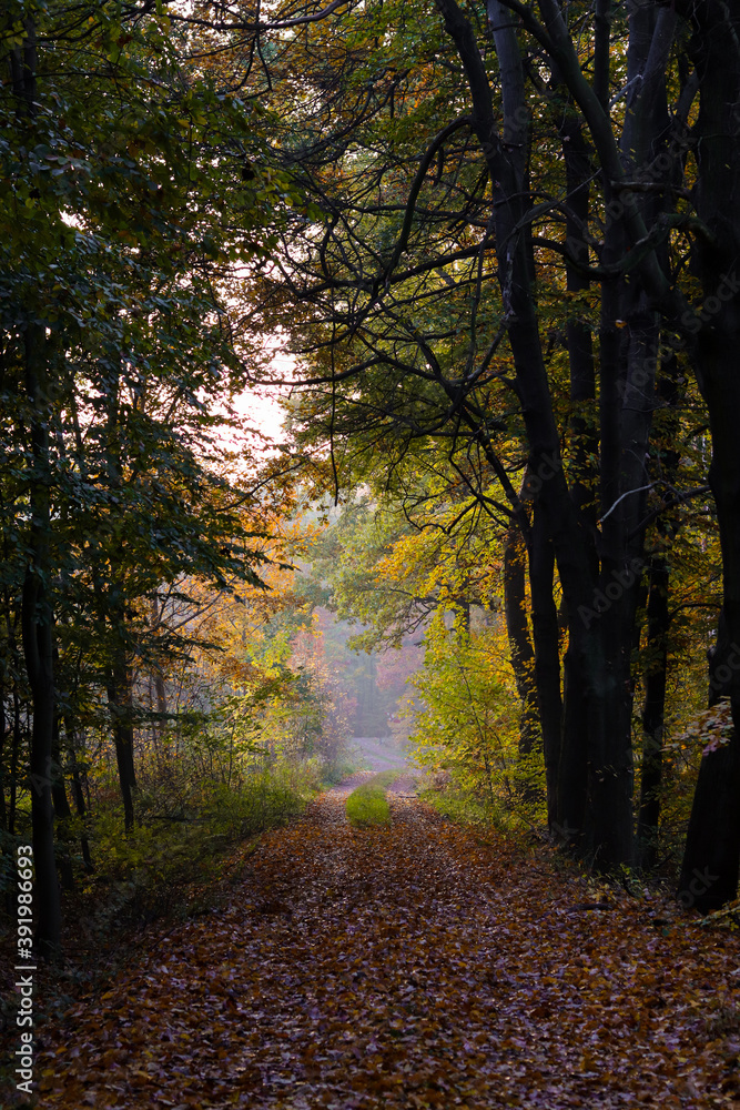Obraz premium path in the forest