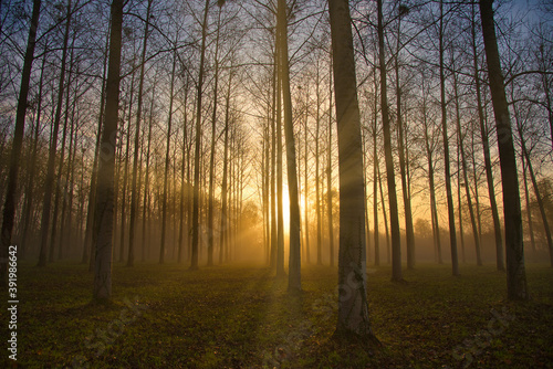 Nebeliger Novembermorgen im Elsass