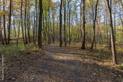 Autumn view of dirt path in the Millenium park in Sosnowiec