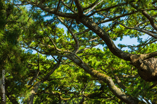 日本 静岡県静岡市清水区、日本三大松原の一つ三保の松原の松林