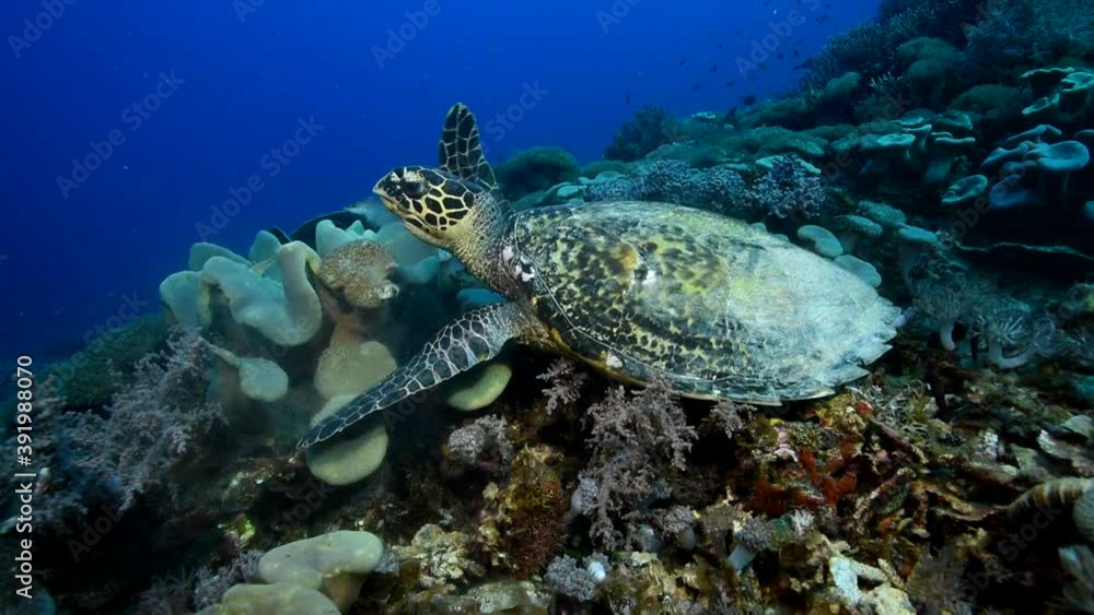 Sea Turtle, close-up at sea depth, eats soft corals with great appetite. Helps to pull pieces off the coral with its paws. When chewing, smoke flies from the mouth. Sea Turtle, close-up at sea depth, eats soft corals with great appetite. Helps to pull pieces off the coral with its paws. When chewing, smoke flies from the mouth.