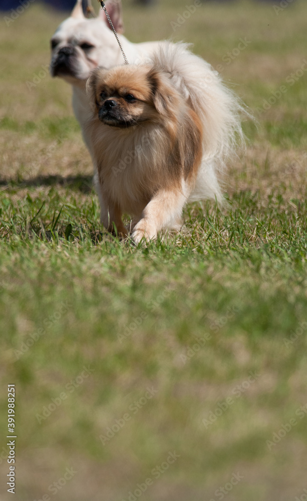 Tibetan Spaniel with French Bulldog in background Tibetan Spaniel with French Bulldog in background