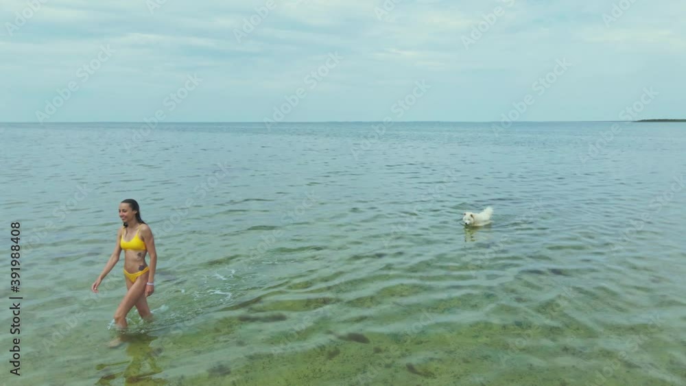 aerial slow motion sexy happy woman in yellow bikini going out of sea with green sea shallow water and walking with big white samoyed dog. aerial slow motion sexy happy woman in yellow bikini going out of sea with green sea shallow water and walking with big white samoyed dog.