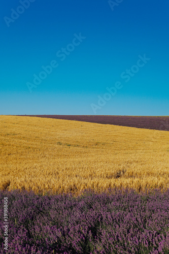 field of flowers of purple lavender and ripe yellow wheat harvest