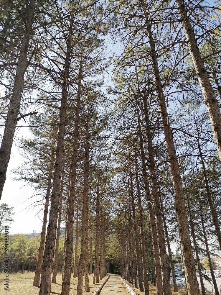 Fototapeta premium pine forest in winter, kam, kirsehir, 