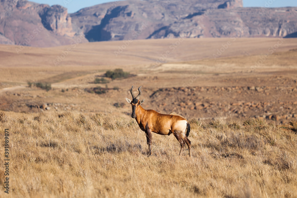 Naklejka premium A Red hartebeest antelope standing in the field with his head up. A reddish-brown animal with black markings contrasting against its white abdomen and behind, he has curving horns.