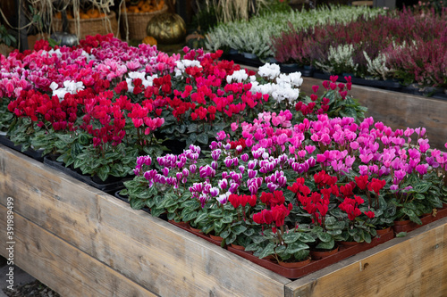 Fototapeta Naklejka Na Ścianę i Meble -  Variety of potted cyclamen persicum plants in red, pink, white colors at the greek garden shop in October.