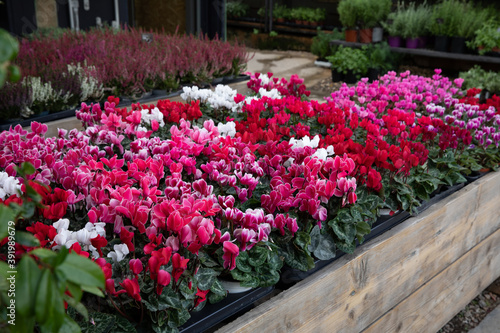 Variety of potted cyclamen persicum plants in pink, red, white colors at the greek garden shop in October.
