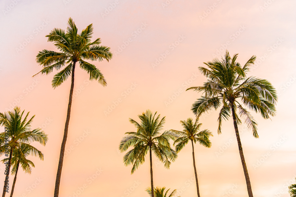 Beautiful coconut palm tree on sky with cloud