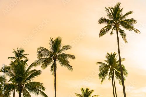 Beautiful coconut palm tree on sky with cloud