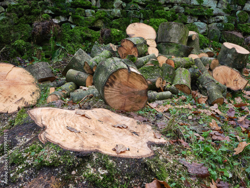 A pile of logs and a tree stump, the end of the road for an Ash Tree suffering from Ash Die Back