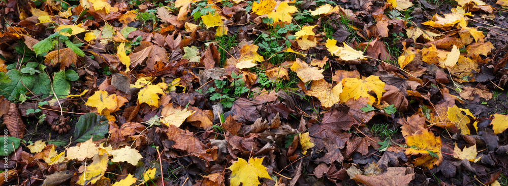 Autumn colours and a carpet of Swedish Sycamore leaves brightens a dull November afternoon Autumn colours and a carpet of Swedish Sycamore leaves brightens a dull November afternoon