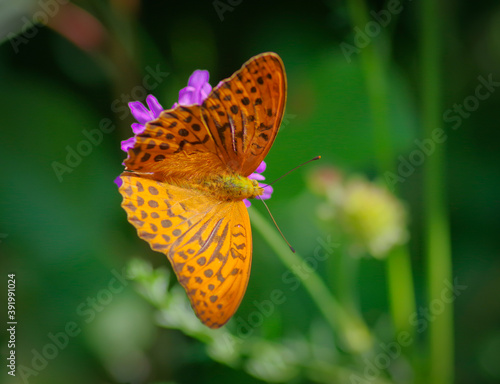 The silver-washed fritillary butterfly on flower of field scabious