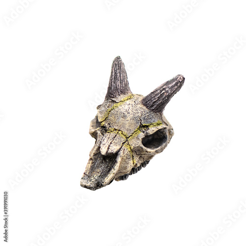 Skull of a horned animal isolated on white