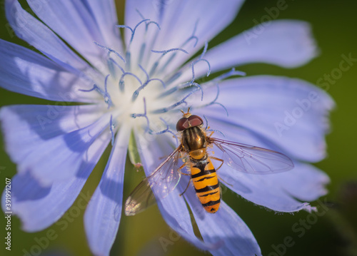 Bilde på lerret Marmalade hoverfly (Episyrphus balteatus) on a bright blue flower of common chic