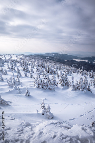 Frozen Trees in the Winter © Tom