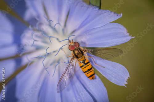 Marmalade hoverfly (Episyrphus balteatus) on a bright blue flower of common chicory photo