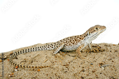 Leopardleguan // long-nosed leopard lizard (Gambelia wislizenii) photo