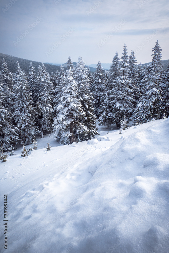 Frozen Trees in the Winter