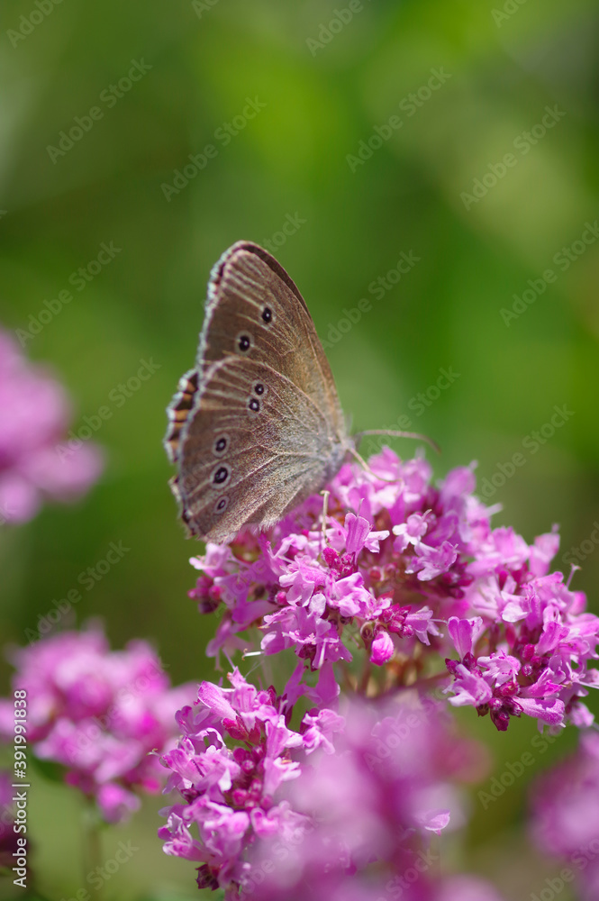 Obraz premium Ringlet (Aphantopus hyperantus) butterfly on purple flower of broad-leaved thyme