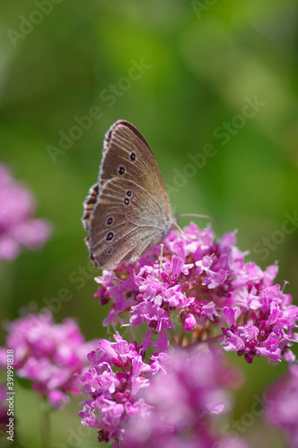 Ringlet (Aphantopus hyperantus) butterfly on purple flower of broad-leaved thyme