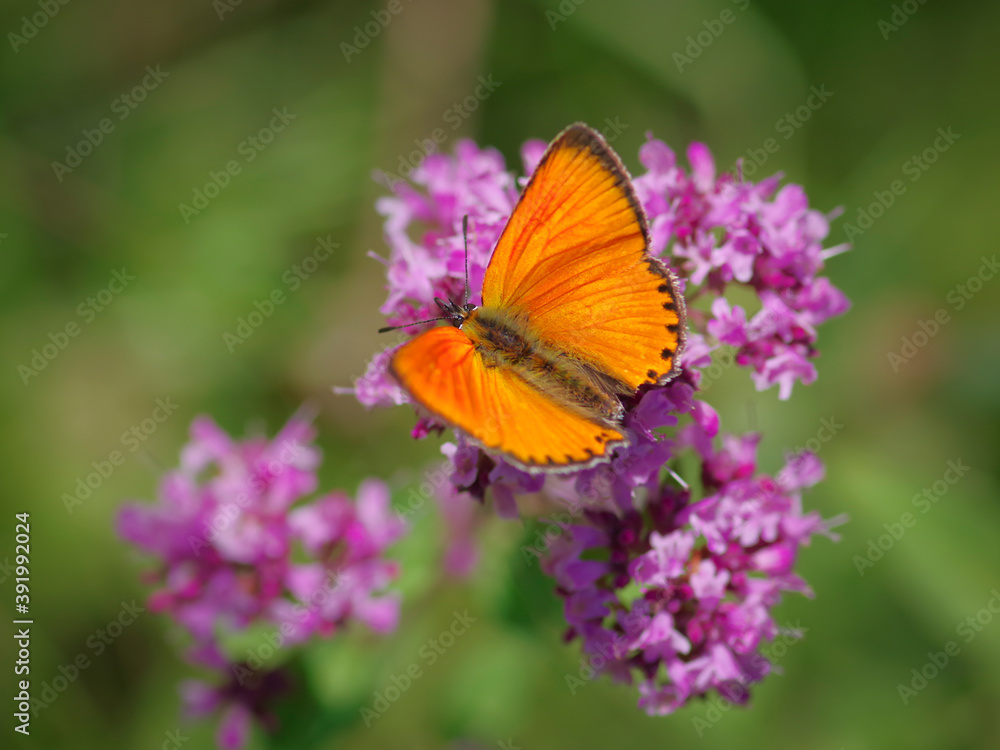 The scarce copper (Lycaena virgaureae) butterfly on purple flower of broad-leaved thyme The scarce copper (Lycaena virgaureae) butterfly on purple flower of broad-leaved thyme