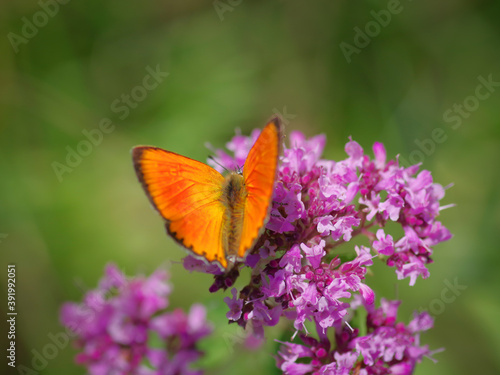 The scarce copper (Lycaena virgaureae) butterfly on purple flower of broad-leaved thyme