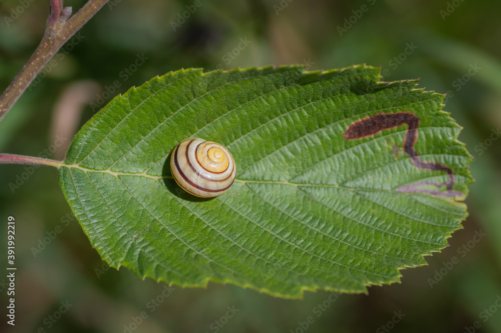 Stripy yellow and brown shell of snail lying on green leaf
Stripy yellow and brown shell of snail lying on green leaf