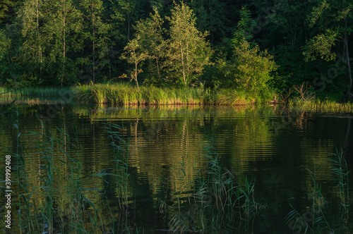 reflection of trees in the forest lake