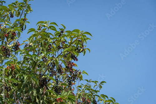 City Park "Krasnodar" or Galitsky Park. Evergreen Prunus lusitanica (Portugal laurel) with red and black berries in city park. Public landscape park for relaxation and walking in sunny autumn.