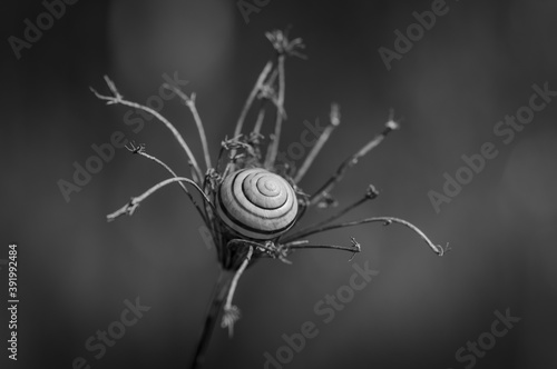 Monochrome image of shell of snail lying in the center of dry umbel against blurry background photo