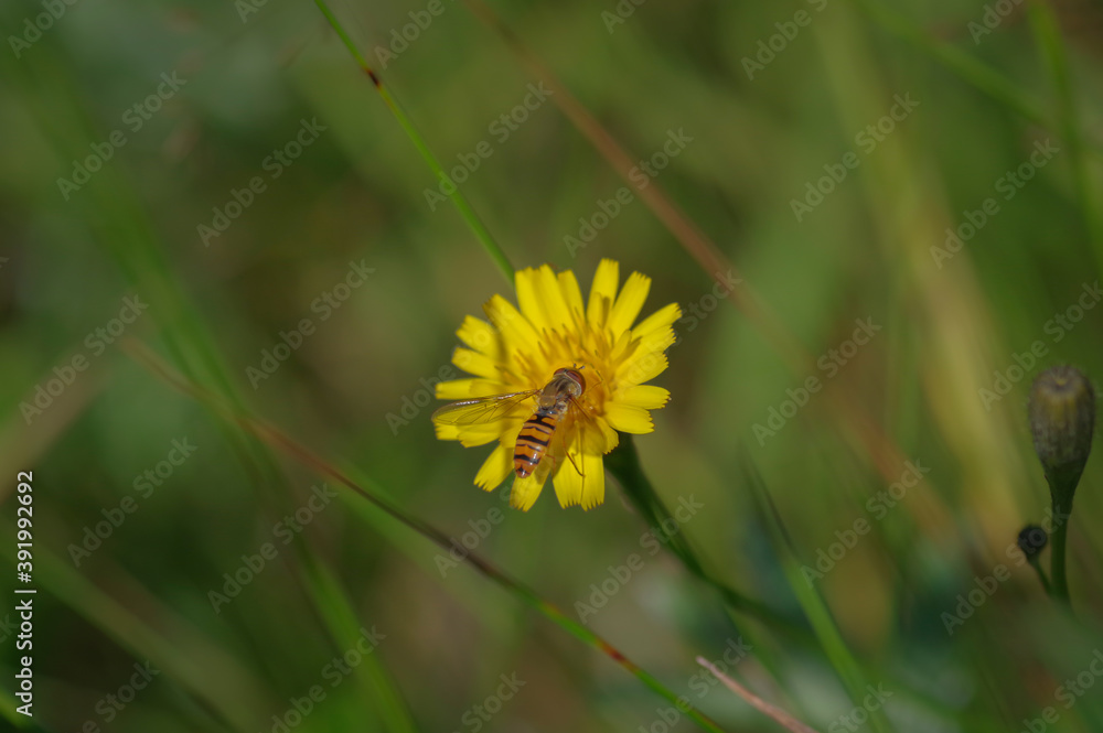 Marmalade hoverfly (Episyrphus balteatus) on a bright yellow flower of sow thistle in the green meadow Marmalade hoverfly (Episyrphus balteatus) on a bright yellow flower of sow thistle in the green meadow