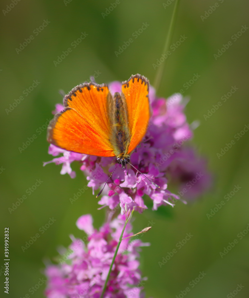 The scarce copper (Lycaena virgaureae) butterfly on purple flower of broad-leaved thyme The scarce copper (Lycaena virgaureae) butterfly on purple flower of broad-leaved thyme