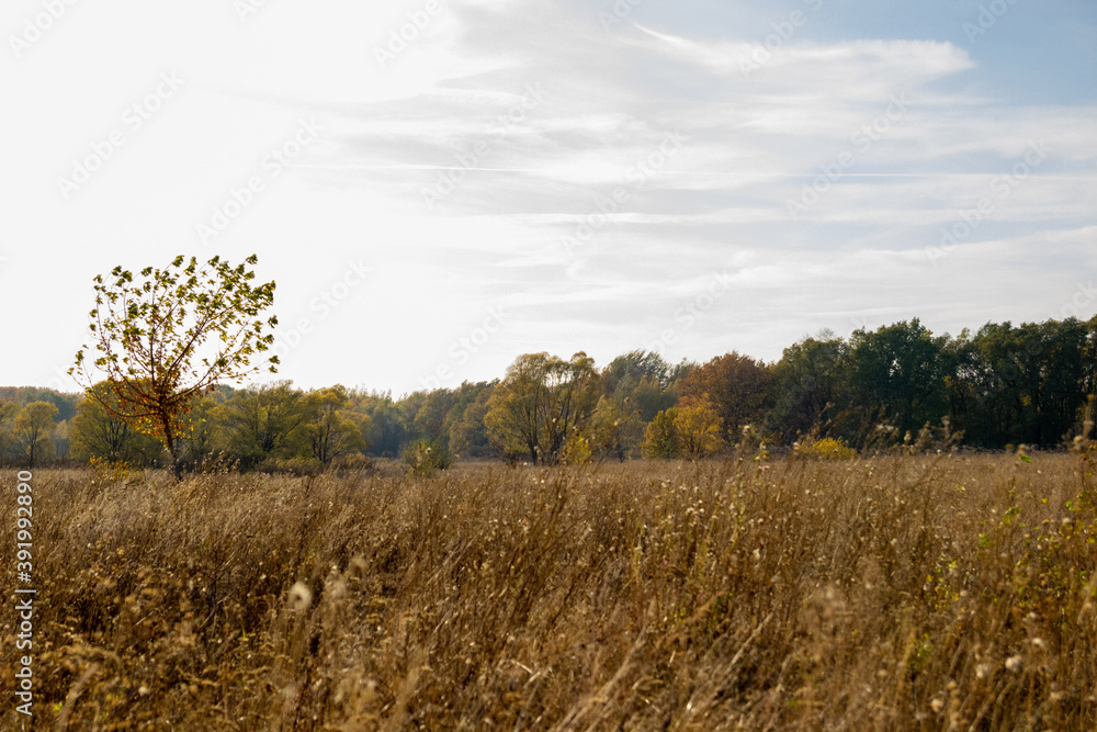 autumn in the field autumn in the field