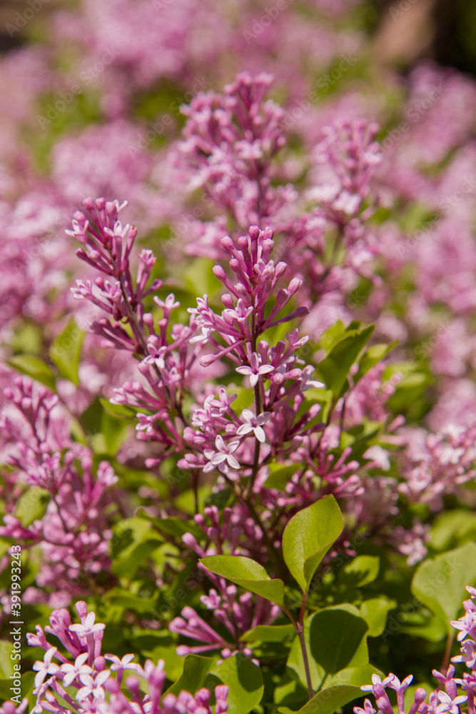 Common lilac (Syringa vulgaris) blooming in spring Common lilac (Syringa vulgaris) blooming in spring