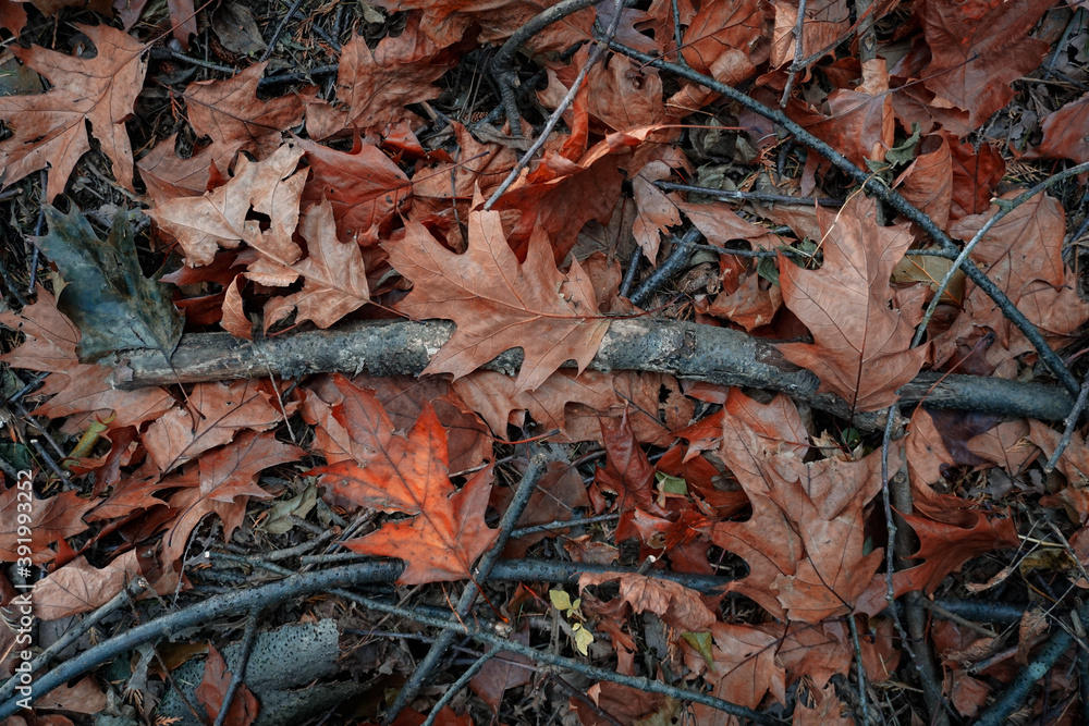 brown leaves and trunk on the ground in autumn season, autumn colors