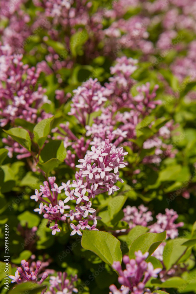 Common lilac (Syringa vulgaris) blooming in spring Common lilac (Syringa vulgaris) blooming in spring