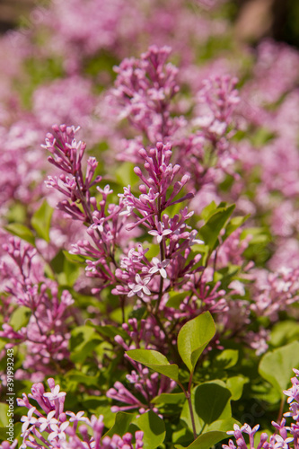 Common lilac  Syringa vulgaris  blooming in spring