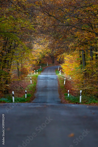 empty forest road in fall