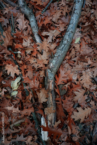 brown leaves and trunk on the ground in autumn season, autumn colors