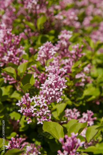 Common lilac (Syringa vulgaris) blooming in spring © teine