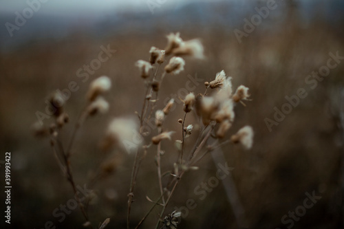 close up dry thistle plant growing in the autumn field with bokeh. autumn background 