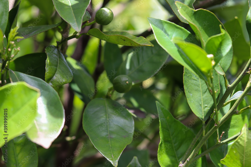 A small orange tree in the garden. A small orange tree in the garden.