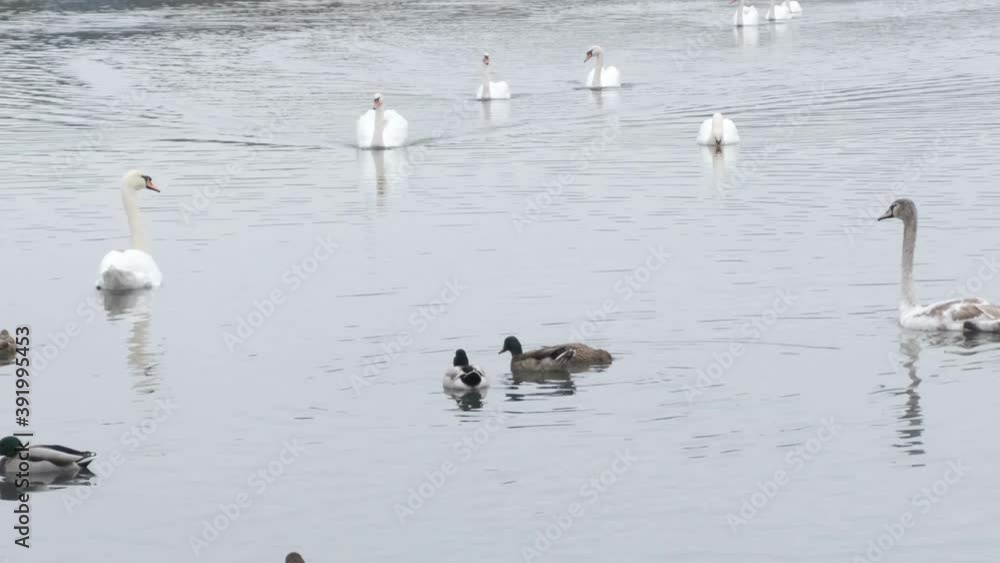 white swans swim in the autumn pond with ducks white swans swim in the autumn pond with ducks
