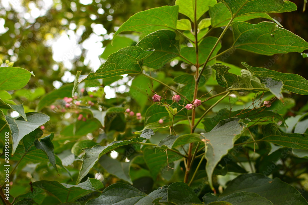 木に成るピンク色の花