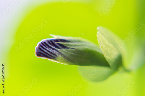 Fototapeta Naklejka Na Ścianę i Meble -  buterfly pea buds in the garden with green background