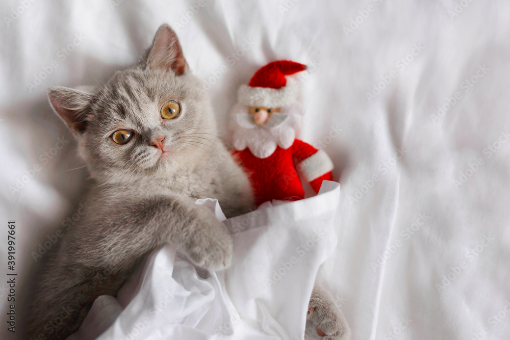 Grey kitten and Santa's toy on a white bed. Cute little kitten looks out from under the blanket lying on the bed.