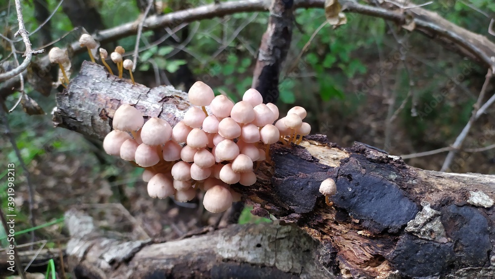 mushrooms in the forest mushrooms in the forest