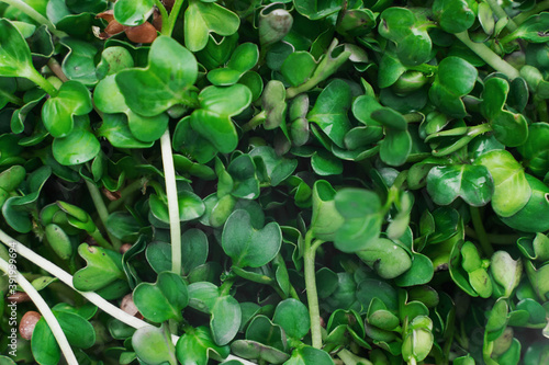 Wallpaper Mural Microgreens bowl on white marble background. superfood concept Torontodigital.ca