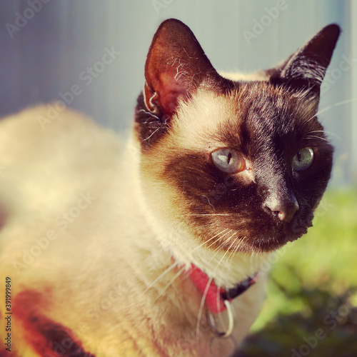 portrait of a cat